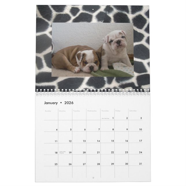 English Bulldogs & Puppies Calendar! Calendar (Jan 2026)