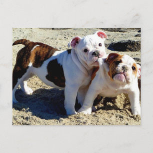 English Bulldogs Puppy Love! Postcard