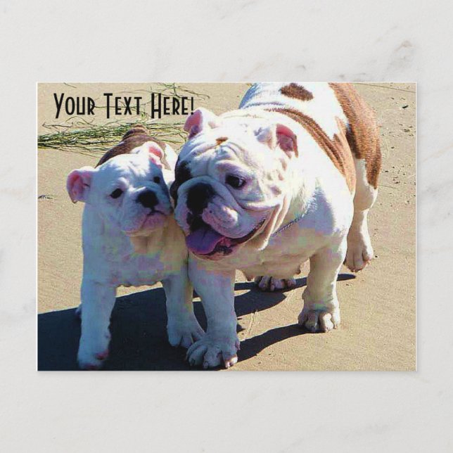 English Bulldogs You Belong With Me Postcard (Front)