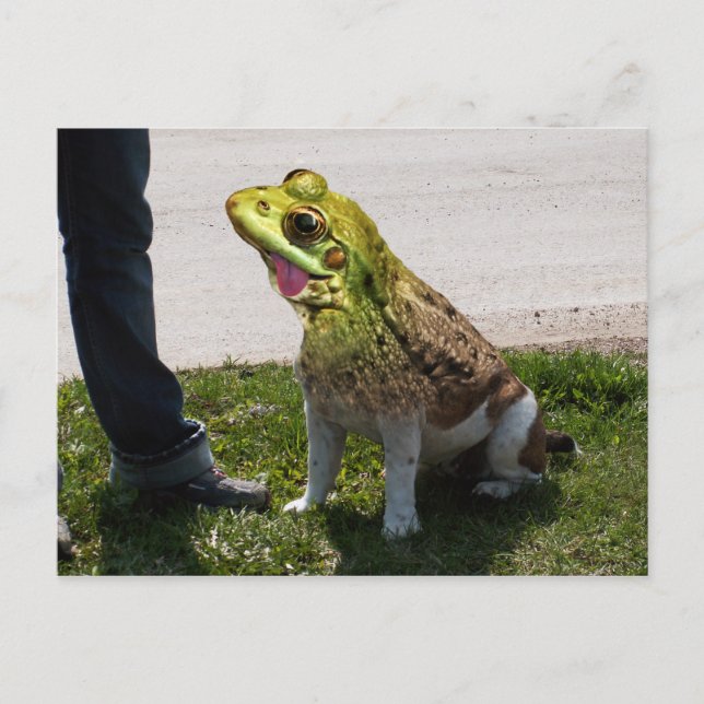 English bullfrog postcard (Front)