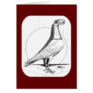 English Carrier Pigeon 1978