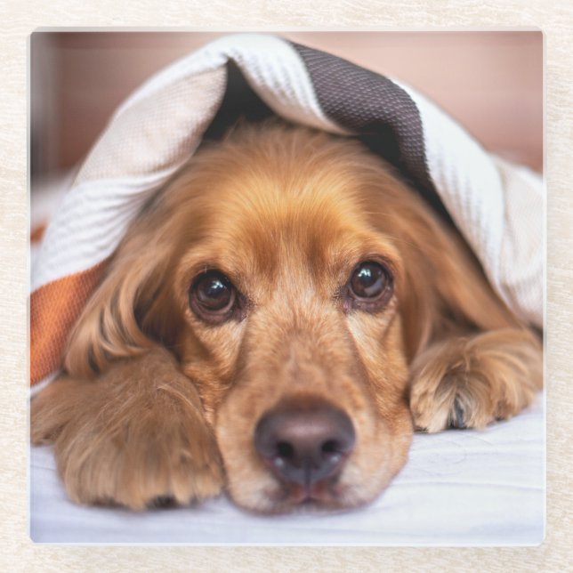 English Cocker Spaniel Dog Glass Coaster (Front)