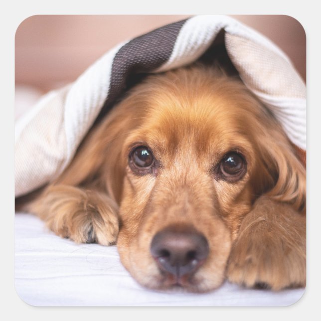 English cocker spaniel, Dog, Puppy Square Sticker (Front)