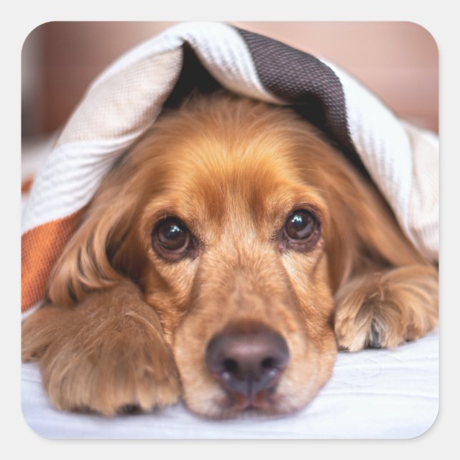 English Cocker Spaniel Dog Square Sticker (Front)