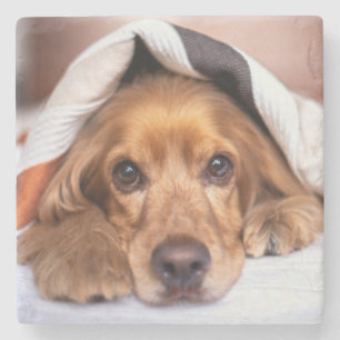 English Cocker Spaniel Dog Stone Coaster