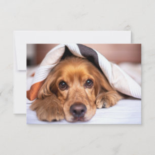 English Cocker Spaniel Dog Thank You Card