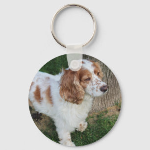 english cocker spaniel orange and white full key ring