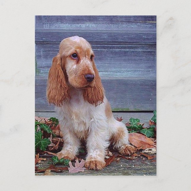 English Cocker Spaniel Postcard (Front)