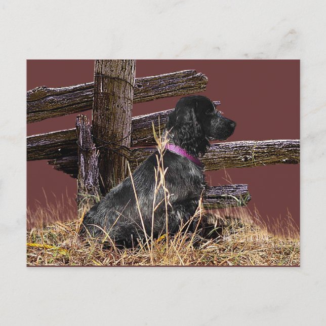 English Cocker Spaniel Postcard (Front)