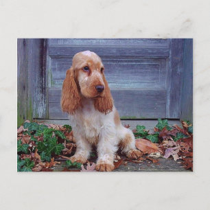 English Cocker Spaniel Postcard