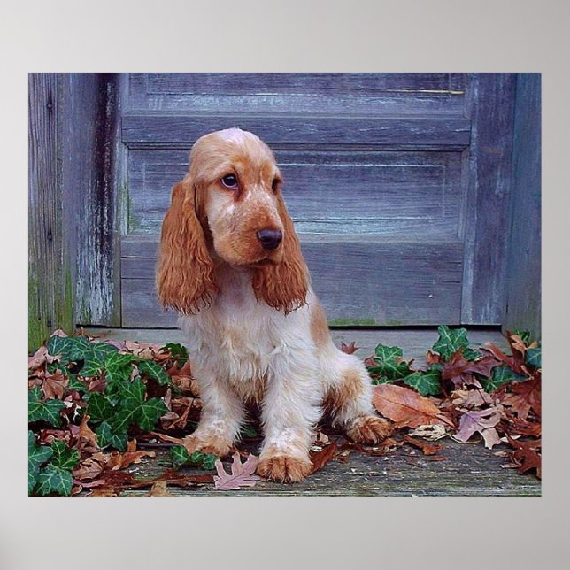 English Cocker Spaniel Print (Front)