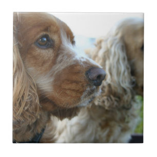 English Cocker Spaniel Tile