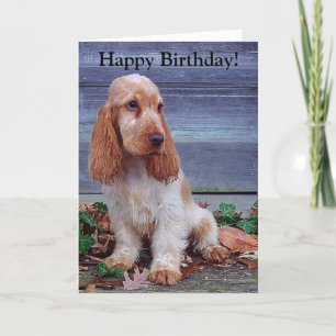 English Cocker Spaniels Birthday Card
