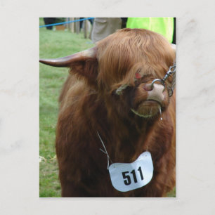 English Cows Postcard