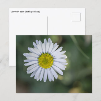 English Daisy (Bellis perennis) Flower Head Holiday Postcard