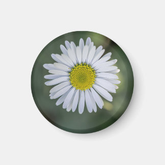 English Daisy (Bellis perennis) Flower Head Magnet