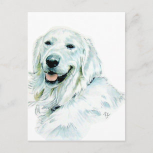 English Golden Retriever Post Cards