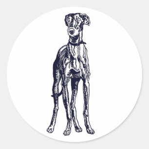 English Greyhound Breed Classic Round Sticker