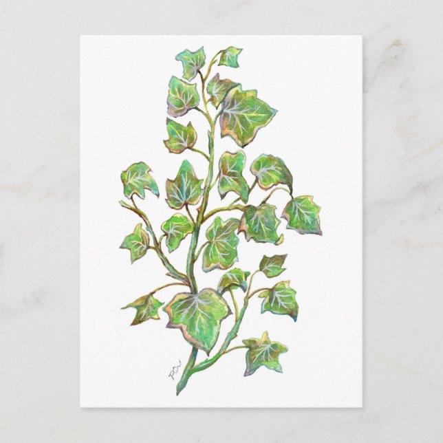 English Ivy Postcard (Front)