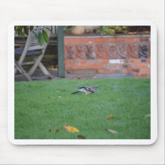 English Jay Mouse Pad