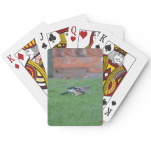 English Jay
