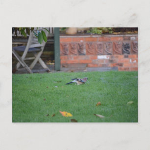English Jay Postcard