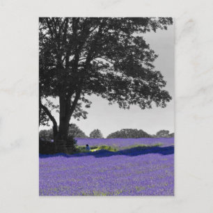 English Lavender field Postcard