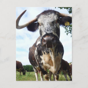 English Longhorn Cattle Cow Postcard