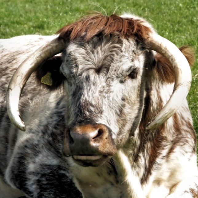 ENGLISH LONGHORN COW  POSTCARD (Creator Uploaded)