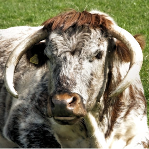 ENGLISH LONGHORN COW WATCH
