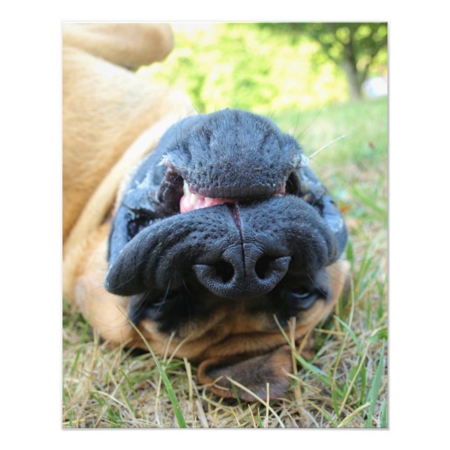 English Mastiff dog smiling - photo Print (Front)