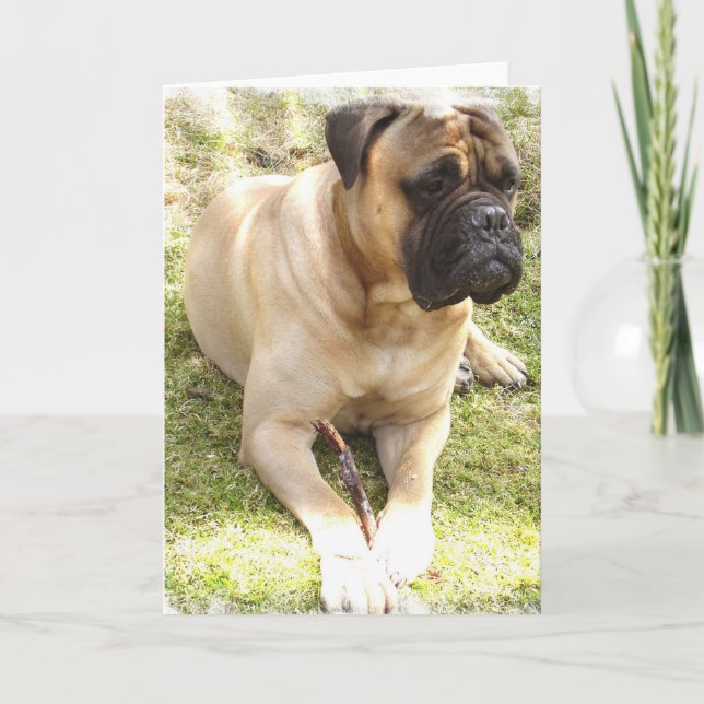 English Mastiff Greeting Card (Front)