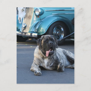 English Mastiff postcard