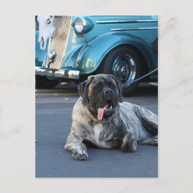 English Mastiff postcard (Front)