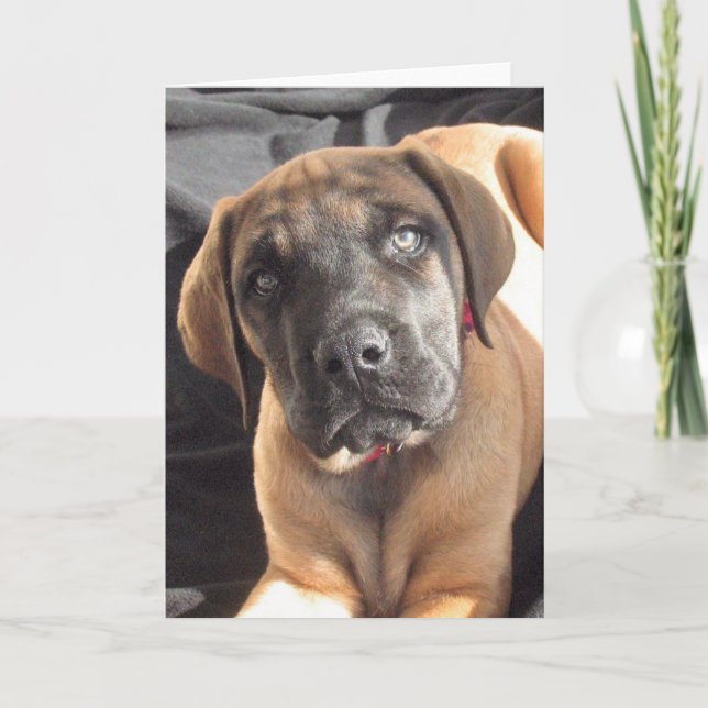 English Mastiff Puppy notecard (Front)