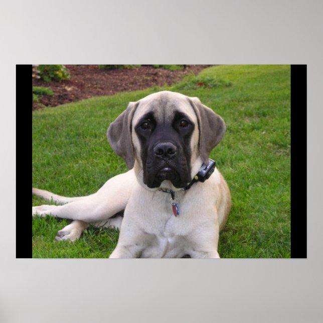 English Mastiff puppy Poster (Front)