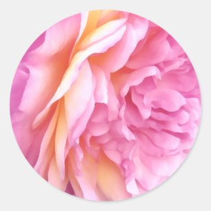 English Pink Rose Flower Floral Petals Classic Round Sticker