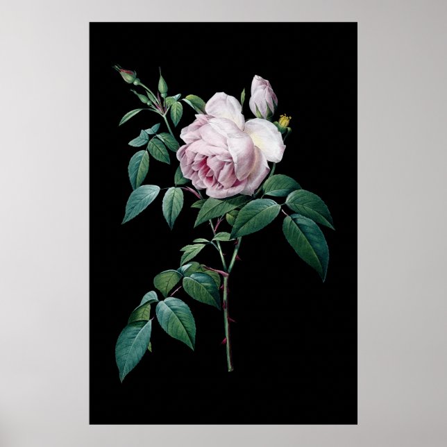 English pink rose of Redoute black background post Poster (Front)