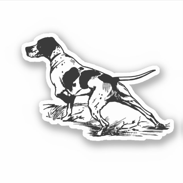 English Pointer (Front)