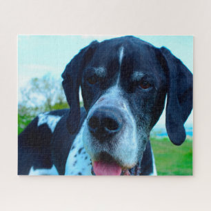 English Pointer. Jigsaw Puzzle