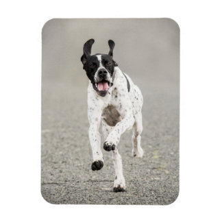 English Pointer Magnet