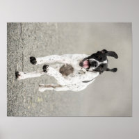 English Pointer Poster