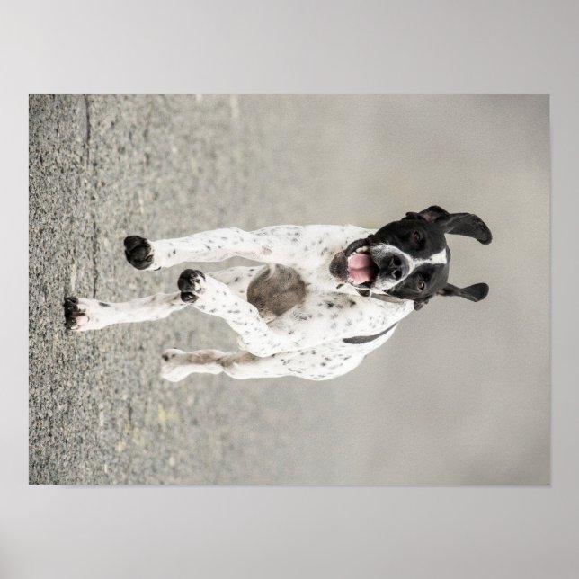 English Pointer Poster (Front)