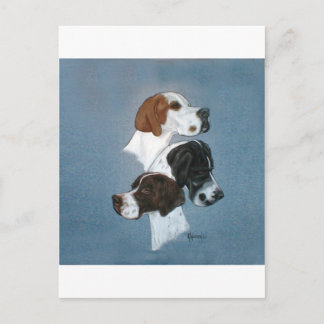 English Pointer Trio Head Study Postcard