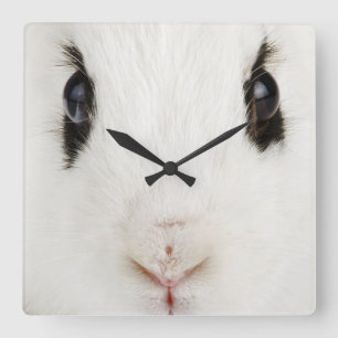 English rabbit (Oryctolagus cuniculus) Square Wall Clock