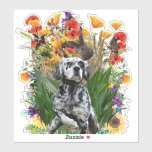 English Setter