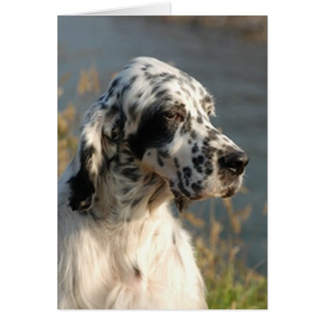 english setter 2.png (Front)