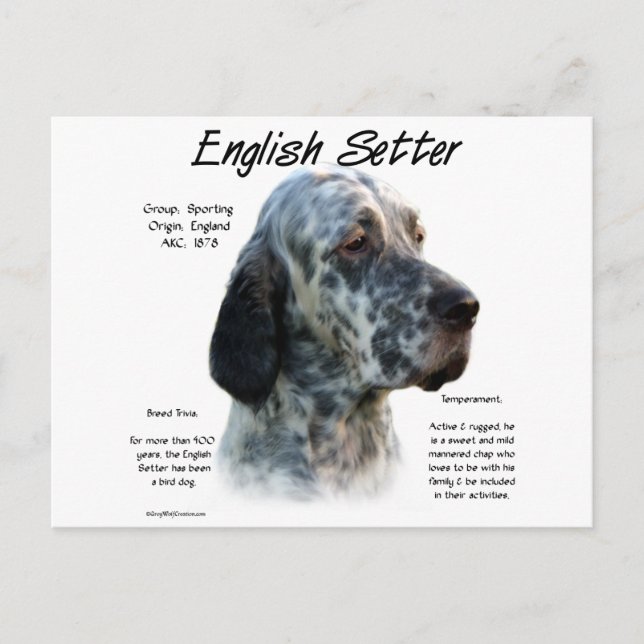 English Setter History Design Postcard (Front)
