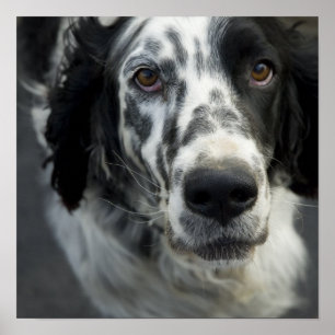 English Setter Poster Print