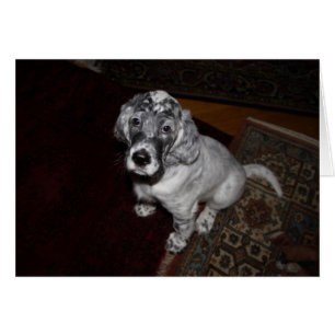 English Setter Puppy